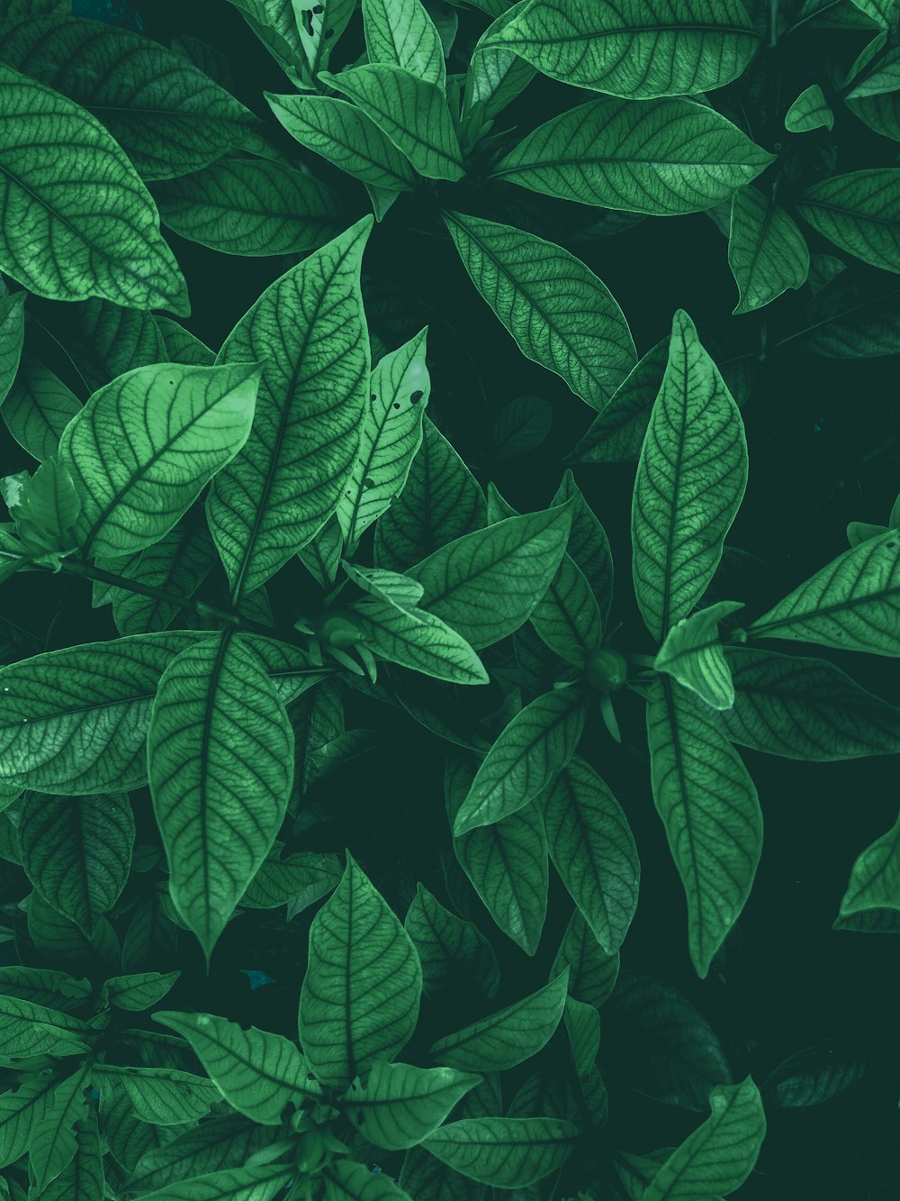 1000+ Green Leaf Pictures  Download Free Images on Unsplash